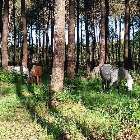 Elevage Du Plec Alojamento de Acomodação e Pequeno-almoço Salaunes