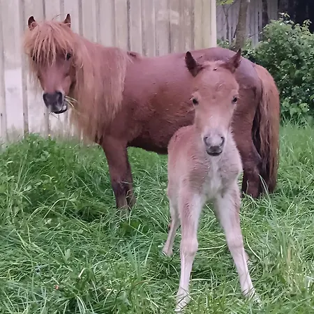 Alojamento de Acomodação e Pequeno-almoço Elevage Du Plec Salaunes