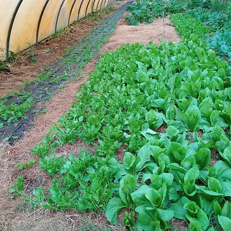 Elevage Du Plec * Salaunes