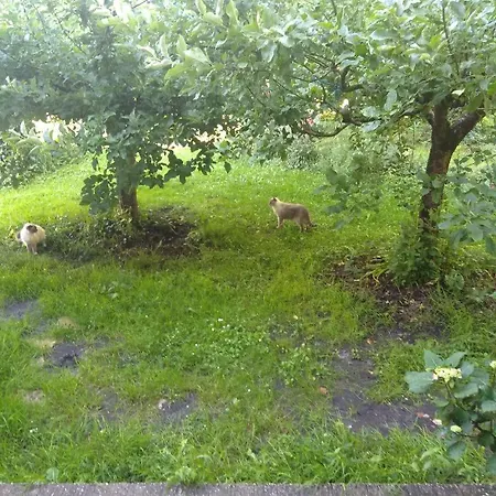 Elevage Du Plec Alojamento de Acomodação e Pequeno-almoço *