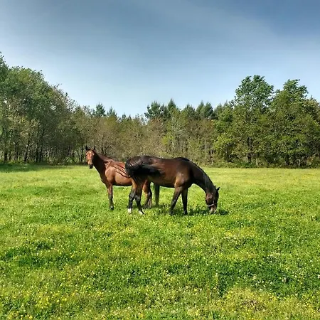 Elevage Du Plec Salaunes
