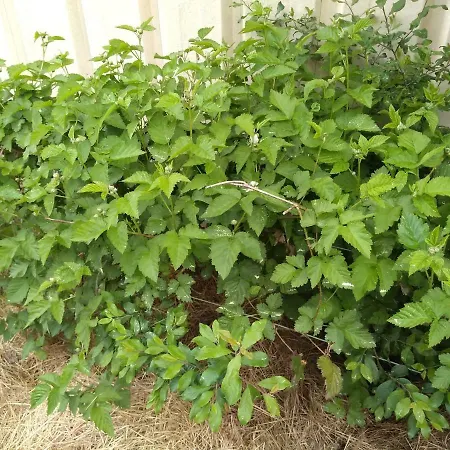 Elevage Du Plec Alojamento de Acomodação e Pequeno-almoço Salaunes