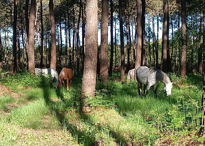 Elevage Du Plec B&B Salaunes