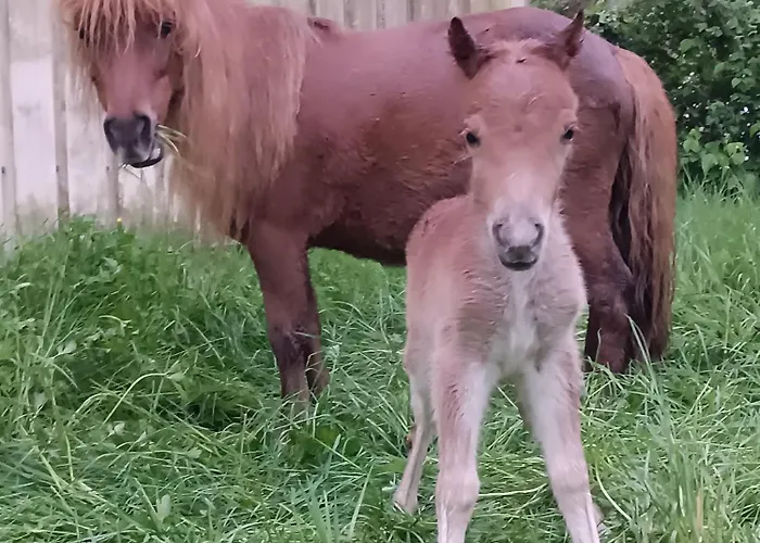 B&B Elevage Du Plec Salaunes