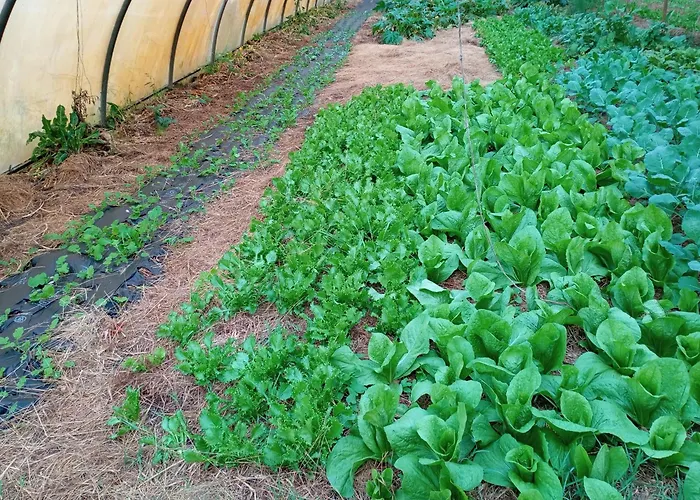 Elevage Du Plec * Salaunes