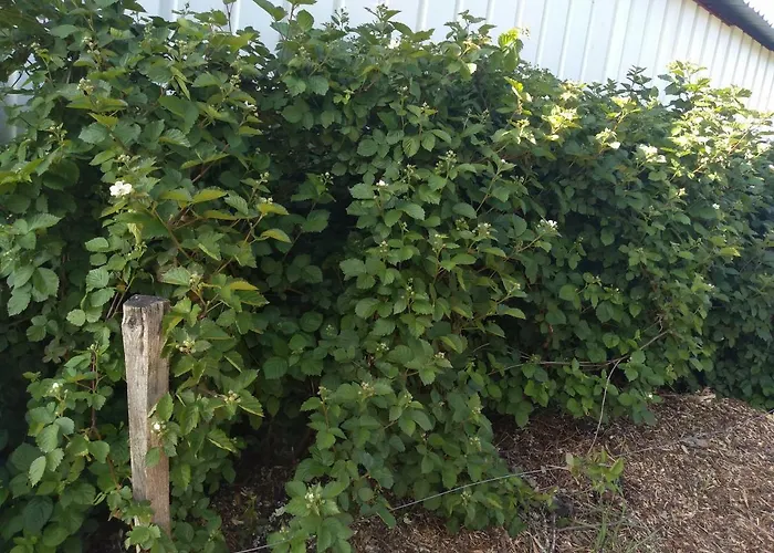 Elevage Du Plec B&B *