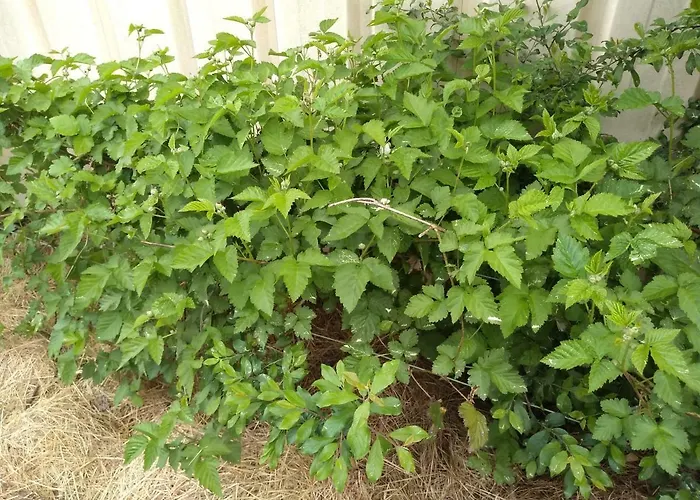 Elevage Du Plec B&B Salaunes